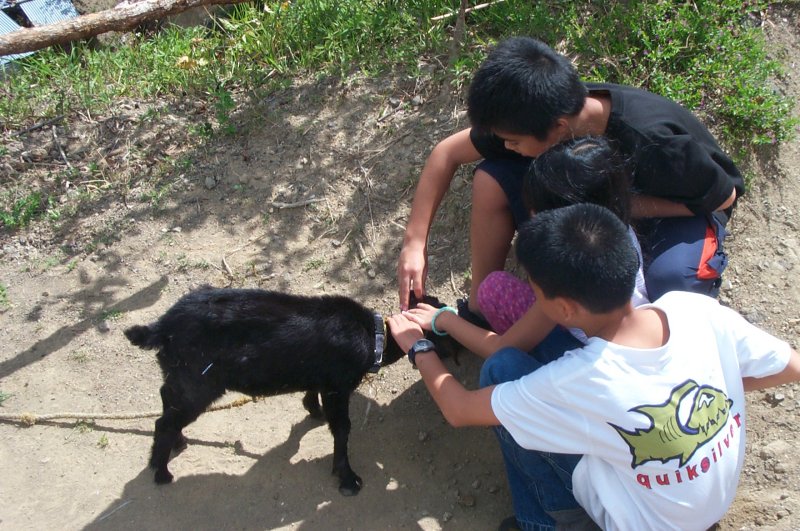 Cody, Arielle, and Abe play with a goat